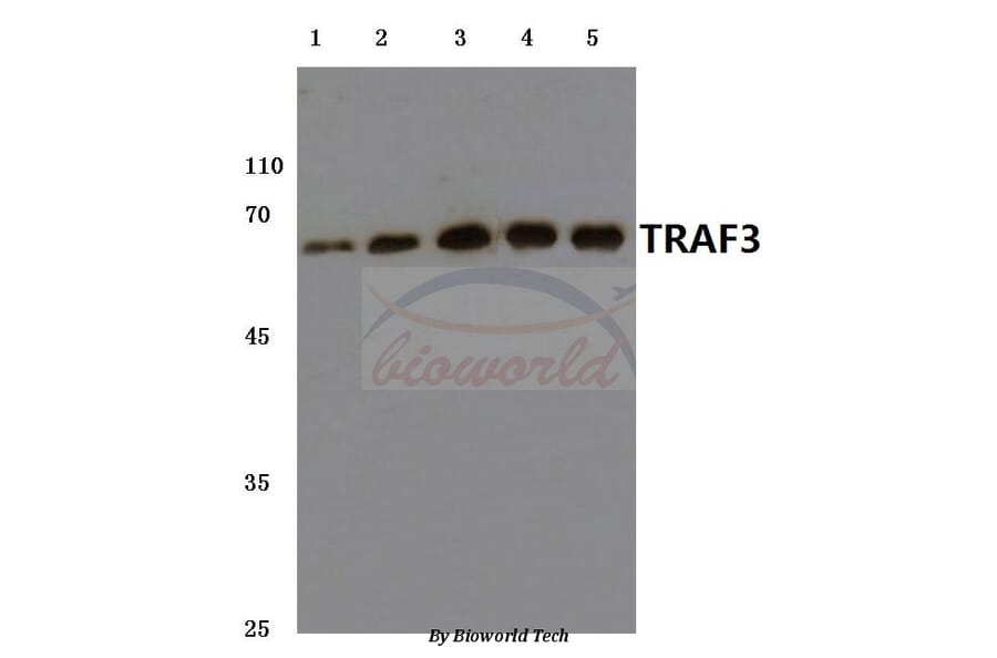 Anti-TRAF3 (S289) Antibody from Bioworld Technology (BS3466) - Antibodies.com