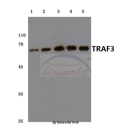 Anti-TRAF3 (S289) Antibody from Bioworld Technology (BS3466) - Antibodies.com
