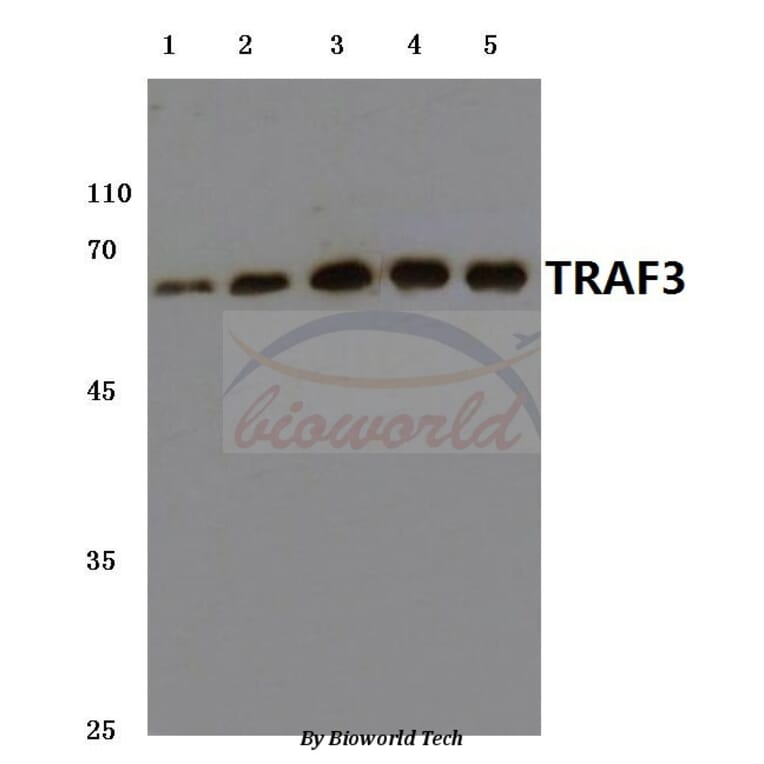 Anti-TRAF3 (S289) Antibody from Bioworld Technology (BS3466) - Antibodies.com