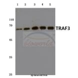 Anti-TRAF3 (S289) Antibody from Bioworld Technology (BS3466) - Antibodies.com