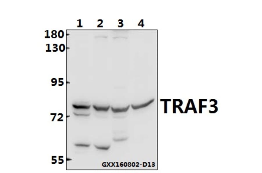 Anti-TRAF3 (S289) Antibody from Bioworld Technology (BS3466) - Antibodies.com
