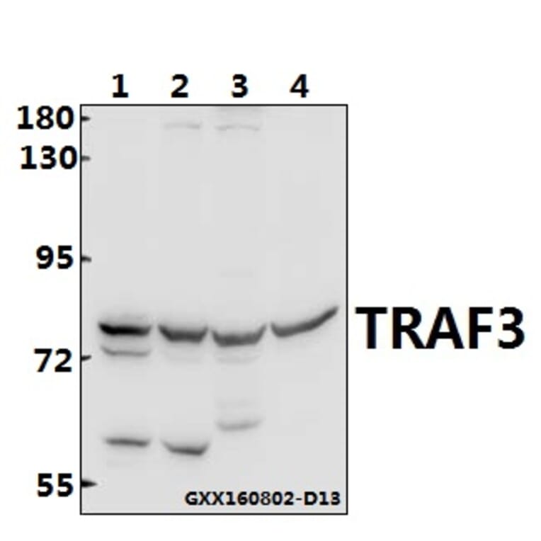 Anti-TRAF3 (S289) Antibody from Bioworld Technology (BS3466) - Antibodies.com