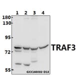 Anti-TRAF3 (S289) Antibody from Bioworld Technology (BS3466) - Antibodies.com