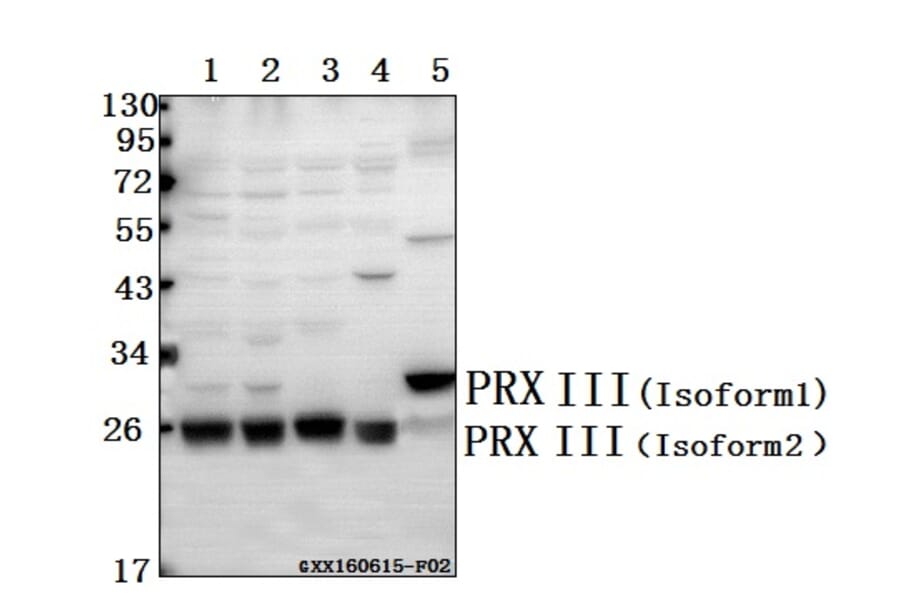 Anti-PRX III (K93) Antibody from Bioworld Technology (BS3468) - Antibodies.com