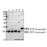 Anti-PRX III (K93) Antibody from Bioworld Technology (BS3468) - Antibodies.com