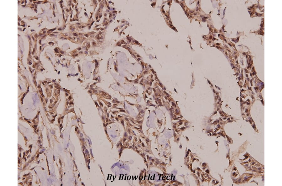 Anti-PRX III (K93) Antibody from Bioworld Technology (BS3468) - Antibodies.com