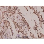 Anti-PRX III (K93) Antibody from Bioworld Technology (BS3468) - Antibodies.com