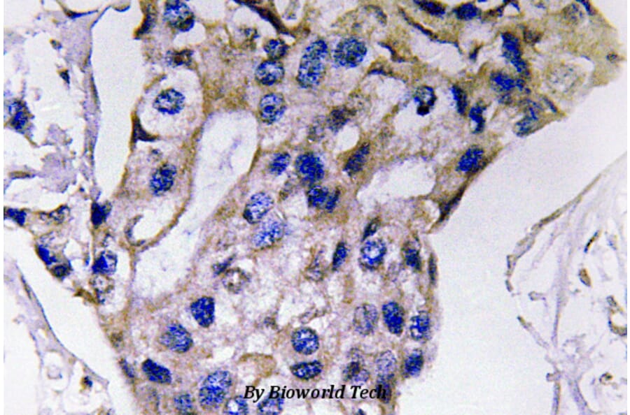 Anti-IL-5 (S92) Antibody from Bioworld Technology (BS3471) - Antibodies.com