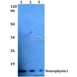 Anti-Neurophysin I (K40) Antibody from Bioworld Technology (BS3475) - Antibodies.com