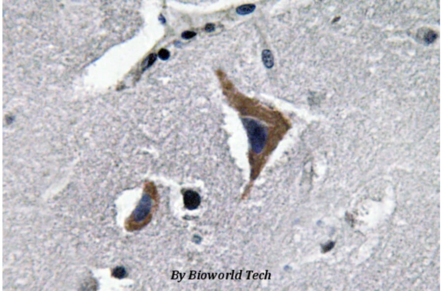 Anti-Neurophysin I (K40) Antibody from Bioworld Technology (BS3475) - Antibodies.com