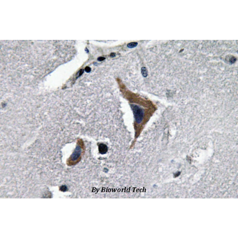 Anti-Neurophysin I (K40) Antibody from Bioworld Technology (BS3475) - Antibodies.com