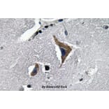 Anti-Neurophysin I (K40) Antibody from Bioworld Technology (BS3475) - Antibodies.com