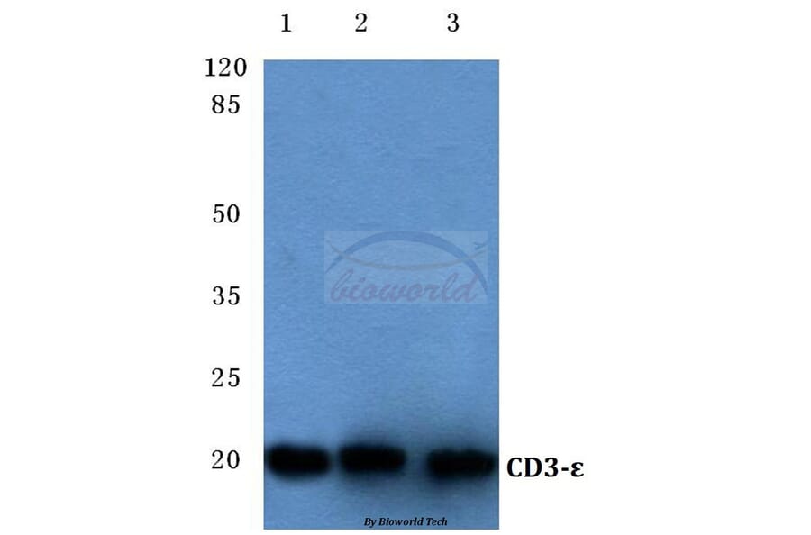 Anti-CD3-ε (D71) Antibody from Bioworld Technology (BS3476) - Antibodies.com