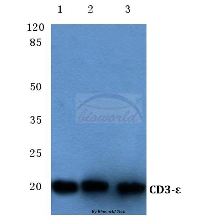 Anti-CD3-ε (D71) Antibody from Bioworld Technology (BS3476) - Antibodies.com