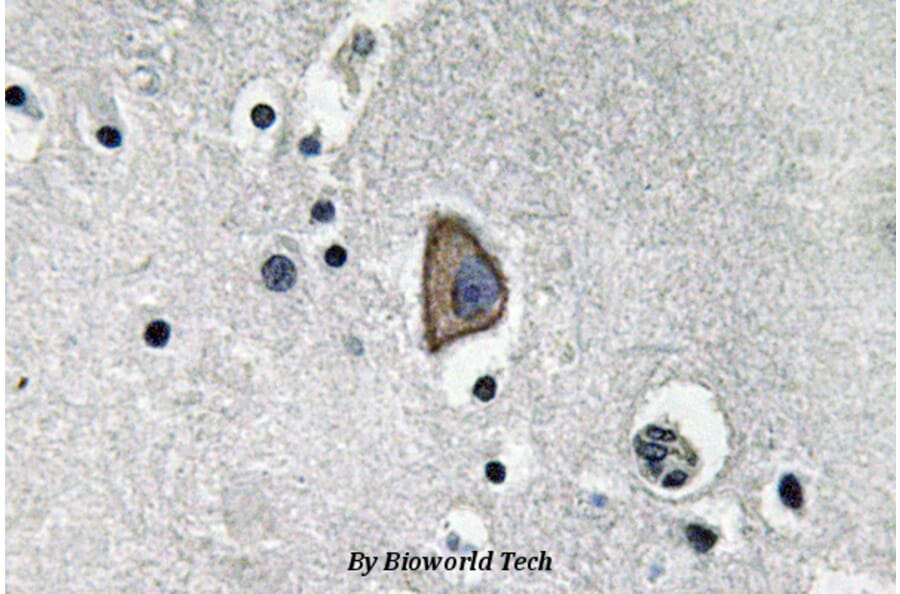 Anti-CD3-ε (D71) Antibody from Bioworld Technology (BS3476) - Antibodies.com