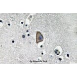 Anti-CD3-ε (D71) Antibody from Bioworld Technology (BS3476) - Antibodies.com