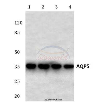 Anti-AQP5 (Y243) Antibody from Bioworld Technology (BS3477) - Antibodies.com