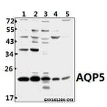 Anti-AQP5 (Y243) Antibody from Bioworld Technology (BS3477) - Antibodies.com