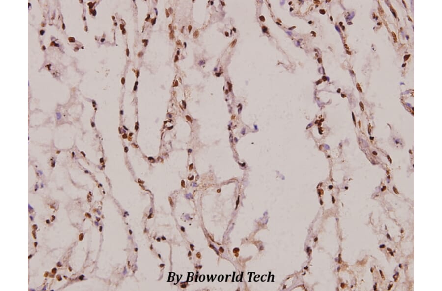 Anti-AQP5 (Y243) Antibody from Bioworld Technology (BS3477) - Antibodies.com