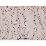 Anti-AQP5 (Y243) Antibody from Bioworld Technology (BS3477) - Antibodies.com