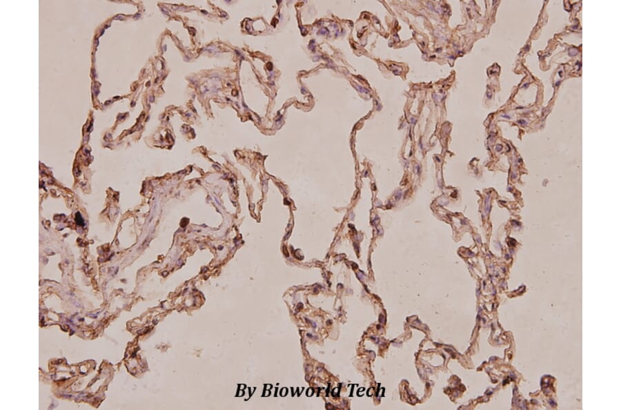 Anti-S100A10 (V52) Antibody from Bioworld Technology (BS3478) - Antibodies.com