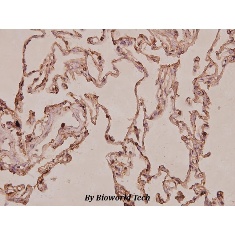 Anti-S100A10 (V52) Antibody from Bioworld Technology (BS3478) - Antibodies.com
