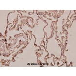 Anti-S100A10 (V52) Antibody from Bioworld Technology (BS3478) - Antibodies.com