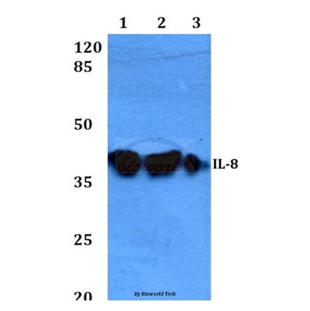 Anti-IL-8 (V68) Antibody from Bioworld Technology (BS3479) - Antibodies.com