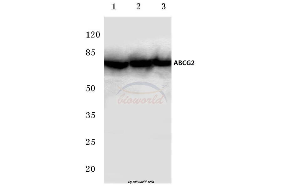 Anti-ABCG2 (N338) Antibody from Bioworld Technology (BS3482) - Antibodies.com