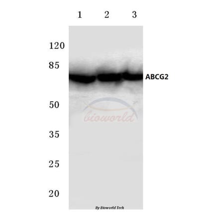 Anti-ABCG2 (N338) Antibody from Bioworld Technology (BS3482) - Antibodies.com