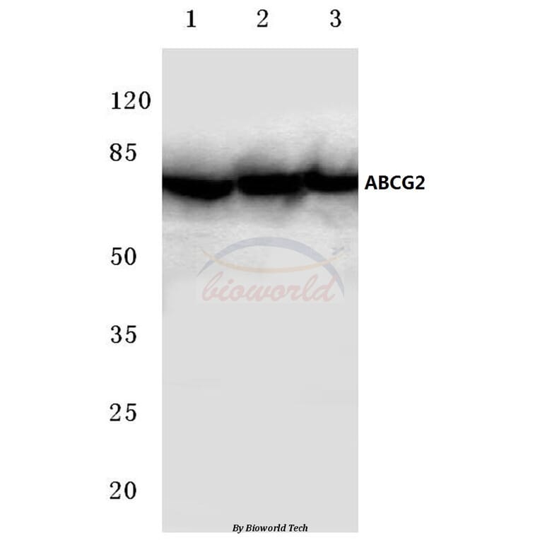 Anti-ABCG2 (N338) Antibody from Bioworld Technology (BS3482) - Antibodies.com