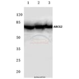 Anti-ABCG2 (N338) Antibody from Bioworld Technology (BS3482) - Antibodies.com