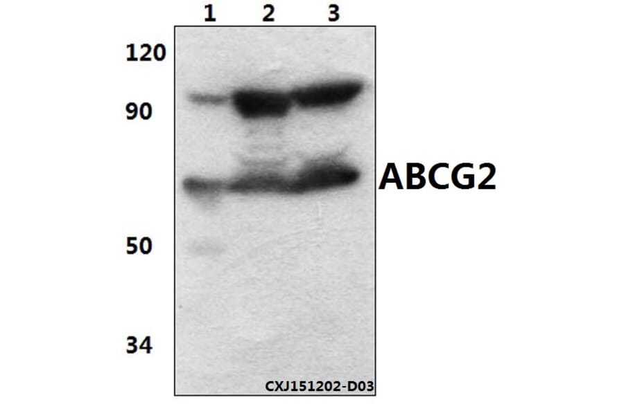Anti-ABCG2 (N338) Antibody from Bioworld Technology (BS3482) - Antibodies.com