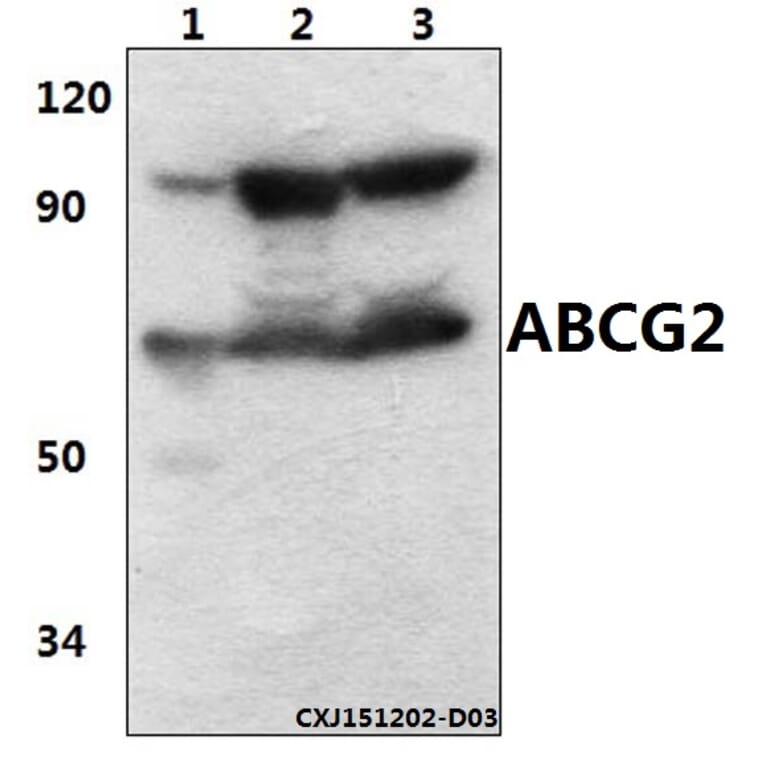 Anti-ABCG2 (N338) Antibody from Bioworld Technology (BS3482) - Antibodies.com