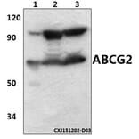 Anti-ABCG2 (N338) Antibody from Bioworld Technology (BS3482) - Antibodies.com