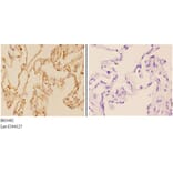 Anti-ABCG2 (N338) Antibody from Bioworld Technology (BS3482) - Antibodies.com