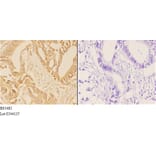 Anti-ABCG2 (N338) Antibody from Bioworld Technology (BS3482) - Antibodies.com