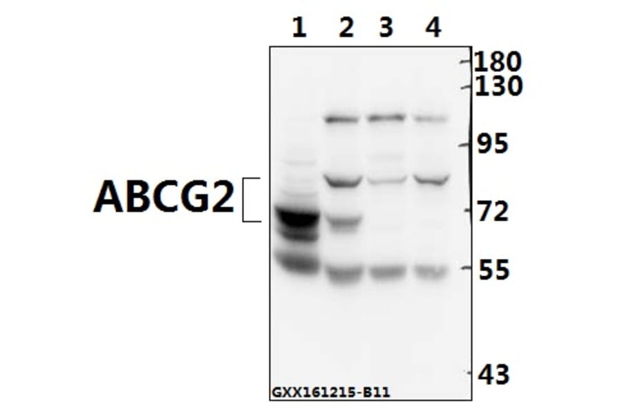 Anti-ABCG2 (N338) Antibody from Bioworld Technology (BS3482) - Antibodies.com
