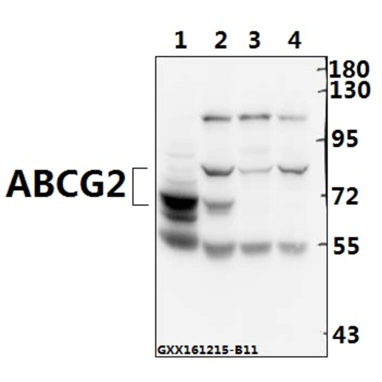 Anti-ABCG2 (N338) Antibody from Bioworld Technology (BS3482) - Antibodies.com