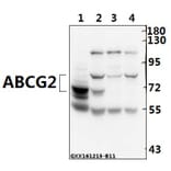 Anti-ABCG2 (N338) Antibody from Bioworld Technology (BS3482) - Antibodies.com