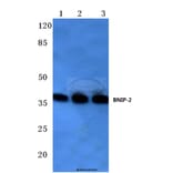 Anti-BNIP-2 (E122) Antibody from Bioworld Technology (BS3484) - Antibodies.com
