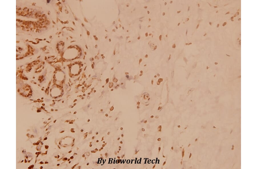 Anti-BNIP-2 (E122) Antibody from Bioworld Technology (BS3484) - Antibodies.com