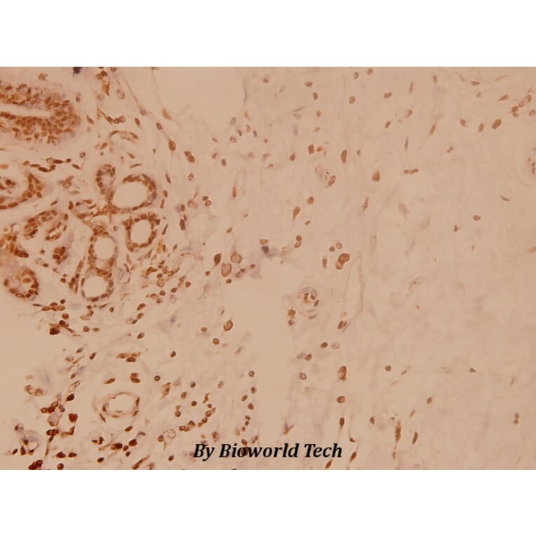 Anti-BNIP-2 (E122) Antibody from Bioworld Technology (BS3484) - Antibodies.com