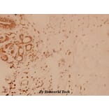 Anti-BNIP-2 (E122) Antibody from Bioworld Technology (BS3484) - Antibodies.com