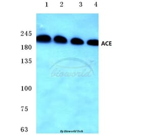 Anti-ACE (F940) Antibody from Bioworld Technology (BS3485) - Antibodies.com