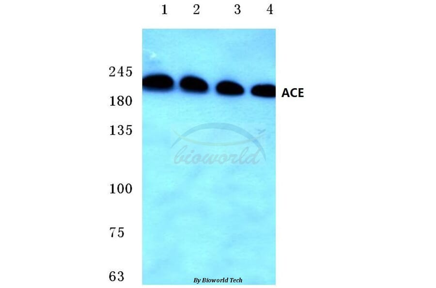 Anti-ACE (F940) Antibody from Bioworld Technology (BS3485) - Antibodies.com