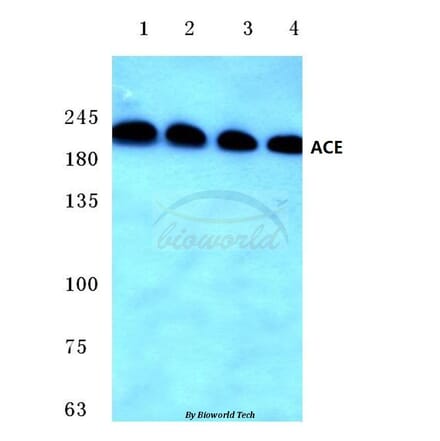 Anti-ACE (F940) Antibody from Bioworld Technology (BS3485) - Antibodies.com