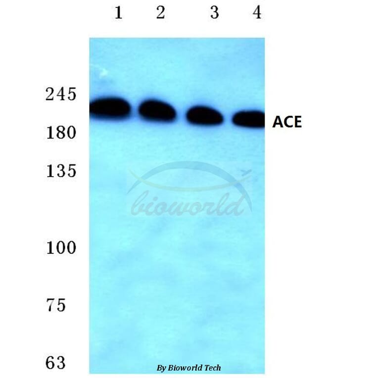 Anti-ACE (F940) Antibody from Bioworld Technology (BS3485) - Antibodies.com