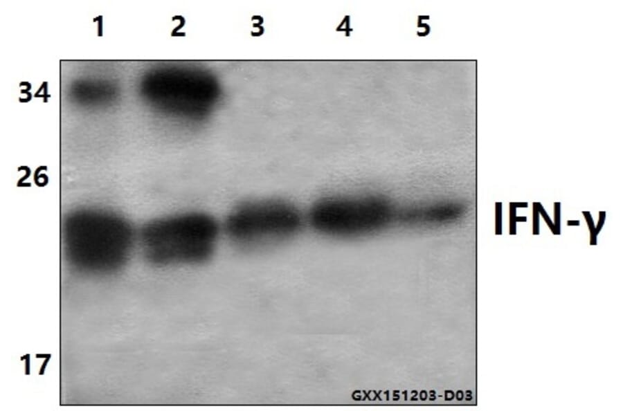 Anti-IFN-γ (Q69) Antibody from Bioworld Technology (BS3486) - Antibodies.com