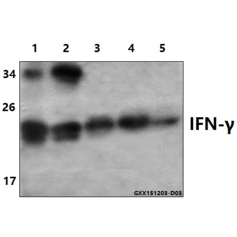 Anti-IFN-γ (Q69) Antibody from Bioworld Technology (BS3486) - Antibodies.com